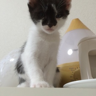 ☆生後1ヶ月半☆里親募集