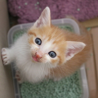 茶トラの雄を２匹保護しています。
