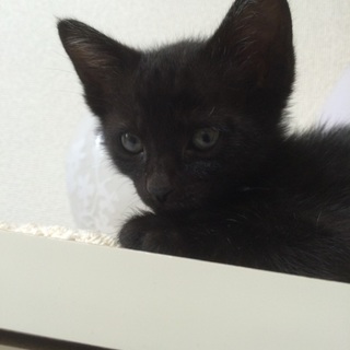 ☆生後1ヶ月半☆里親募集