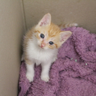 茶トラの雄を二匹保護しています！