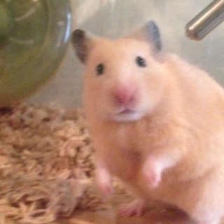 2ヶ月齢キンクマハムスター