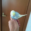 手乗りセキセイインコの雛