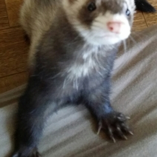 生後6ヶ月のパスバレーフェレット