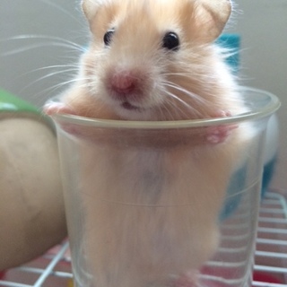 ゴールデン・サテンロング（赤目）女の子