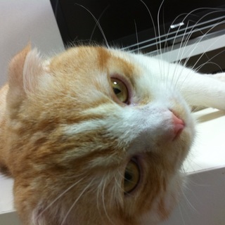 スコティッシュホールド 折れ耳