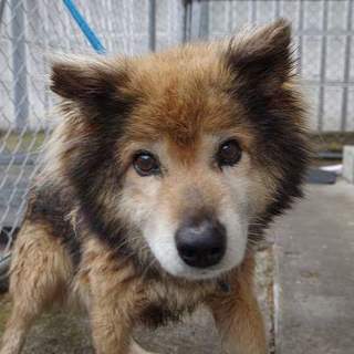 期限切れのこの子を助けてください。処分まじか