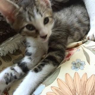 生後約二ヶ月位です！