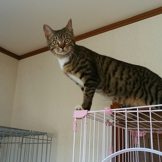 人懐っこいキジ白靴下の金太くん