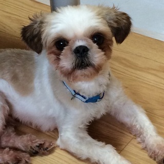 シーズーの男の子 ハルくんです