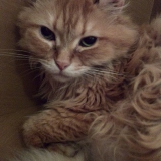 アメリカンカールちゃん、うす茶