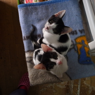 愛らしい白黒毛並みの兄妹です！