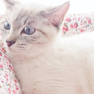 フワフワの砂糖菓子みたいな、でも勇敢な女の子