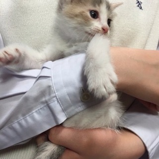 淡い三色の色の女の子