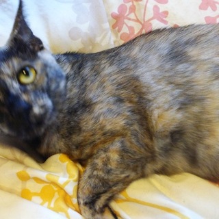 おとなしくてなつっこいにゃーこです