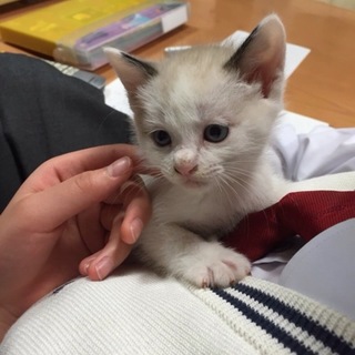 しっぽが黒い男の子