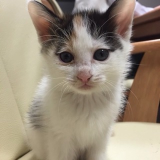 三毛猫の女の子