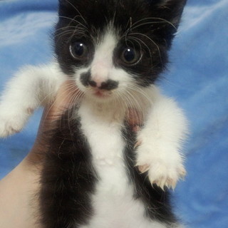 ちょびひげが可愛い美形さん♪