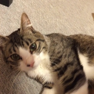 とても人懐っこく可愛いです！