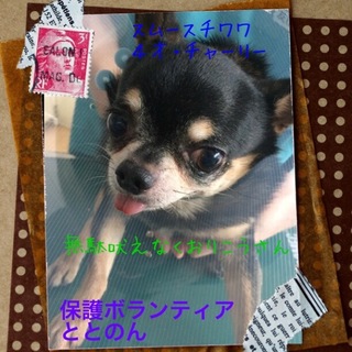 小ぶりなスムーズチワワ・チャーリー君