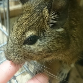 デグーの男の子の里親募集