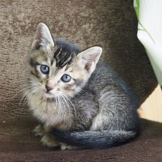 でら！ハッチ！