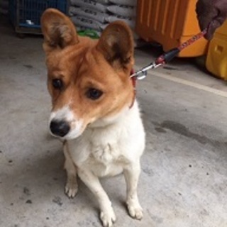 譲渡されたそうです