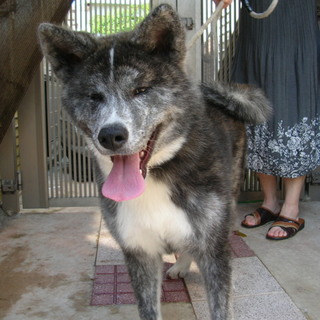 秋田犬生後7ヶ月メス