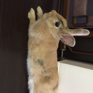 ミニウサギの男の子♪