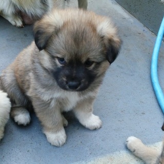 子犬が５匹産まれました