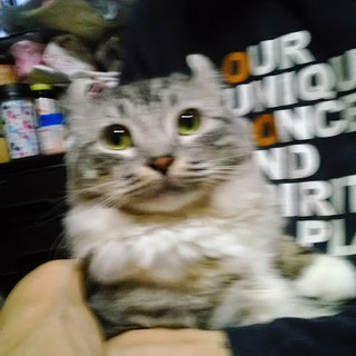 アメリカンカールの男の子です。