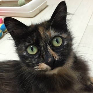 ふわふわのサビ猫ちゃん