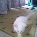 白猫子猫ちゃん