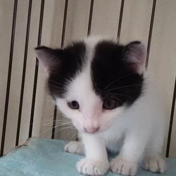 暖かなおうちを待っている子　デビュー前　5/23