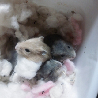 ジャンガリアンハムスター