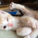 もうすぐ2か月の子猫里親募集中