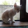 もうすぐ2か月の子猫里親募集中 サムネイル2