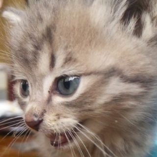 野良の子猫ちゃん(雄)里親募集