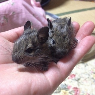 ※交渉中。デグー男の子1匹の里親様募集
