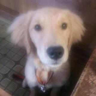 ゴールデンレトリーバーの子犬