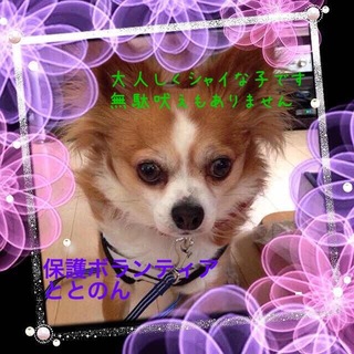 チワワ・がっくんは２歳の大人しい男の子です。