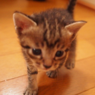 生後1ヵ月の子猫の里親募集