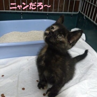 殺処分から助けたい　緊急募集　ア－ト大福子猫