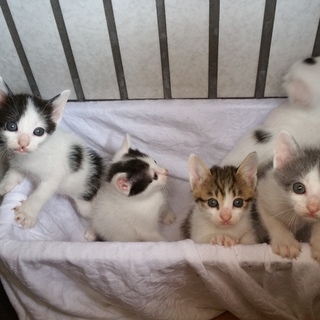 かわいい子猫の里親募集♪