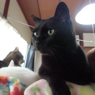 里親さん決まりました！黒猫ちーちゃん☆