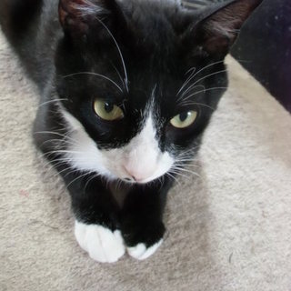 キレイな黒白ハチワレ君のジャック君！