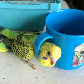 セキセイインコ中雛ちゃん