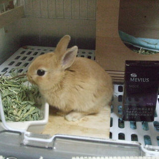 ネザーランドドワーフ里親募集