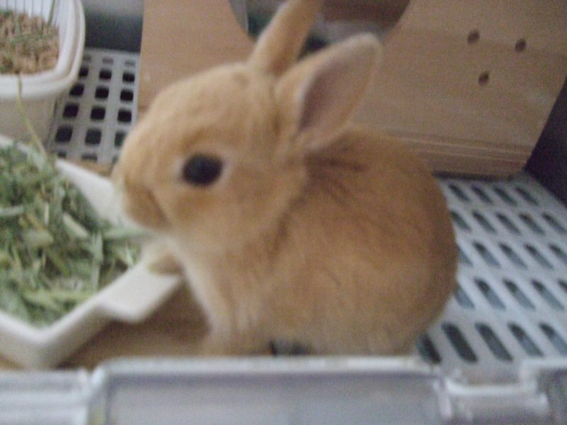 ネザーランドドワーフ里親募集 静岡県 小動物の里親募集 ペットのおうち 月間利用者150万人