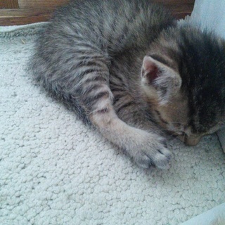 サバトラ 子猫ちゃん