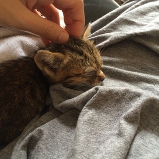 里親が見つかりました。